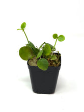 Load image into Gallery viewer, Dischidia Pectinoides X Cleistantha Pink Flower is