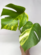 Load image into Gallery viewer, Monstera Deliciosa Aurea Variegated B