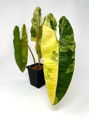 Philodendron Billietiae Variegated A