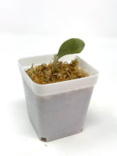 Load image into Gallery viewer, Hoya Carnosa ‘Argentea Princess’ H