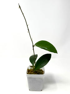 Hoya Benchaii
