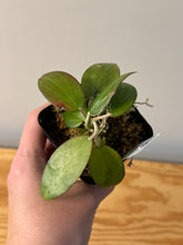 Load image into Gallery viewer, 150. Hoya Pottsii