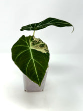 Load image into Gallery viewer, Alocasia Black Velvet Variegated B