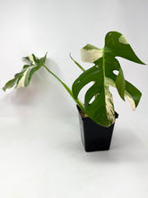 Load image into Gallery viewer, Monstera Deliciosa Albo Variegated A