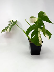 Monstera Deliciosa Albo Variegated A