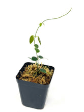 Load image into Gallery viewer, Hoya Pulleana (IM02)
