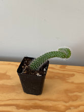 Load image into Gallery viewer, 32. Monkey Tail Cactus