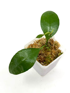 Hoya Benchaii
