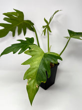 Load image into Gallery viewer, Philodendron Radiatum Variegated