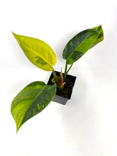 Load image into Gallery viewer, Philodendron Green Congo Variegated