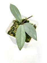 Load image into Gallery viewer, Hoya Wilbur Graves Silver B