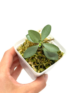 Hoya Nummularioides Silver