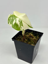 Load image into Gallery viewer, Monstera Deliciosa Albo Variegated K