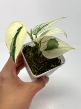Load image into Gallery viewer, Scindapsus Mayari Variegated G