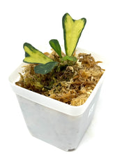 Load image into Gallery viewer, Hoya Manipurensis Variegated D