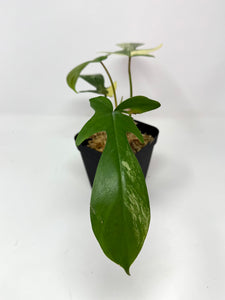 Philodendron Florida Beauty B