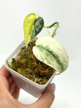 Load image into Gallery viewer, Scindapsus Mayari Variegated E