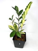 Load image into Gallery viewer, Zamioculcas Zamiifolia Variegated “ZZ” I