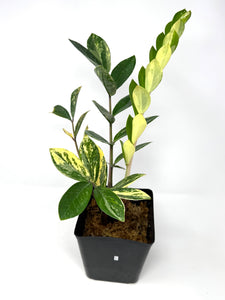 Zamioculcas Zamiifolia Variegated “ZZ” I