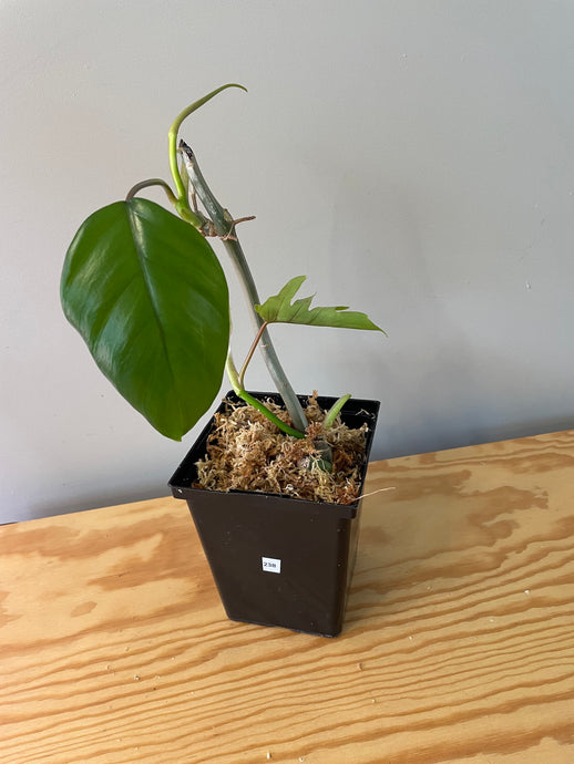 238. Philodendron Mayoi