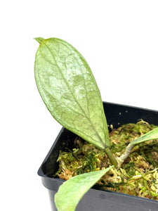 Hoya Germany Silver A