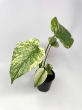 Load image into Gallery viewer, Monstera Deliciosa Mint Variegated