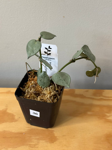 36. Hoya Lacunosa Super Silver