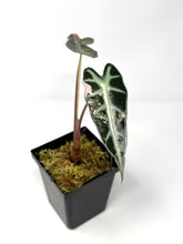 Load image into Gallery viewer, Alocasia Bambino Variegated A