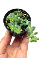 Load image into Gallery viewer, Sedum Morganianum ‘Burro’s Tail’