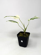Load image into Gallery viewer, Monstera Deliciosa Albo Variegated O