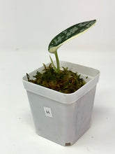 Load image into Gallery viewer, Scindapsus Mayari Variegated H