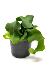 Load image into Gallery viewer, Epiphyllum Guatemalense ‘Monstrosa’ ‘Orchid Cactus’ (Ships within Canada only)