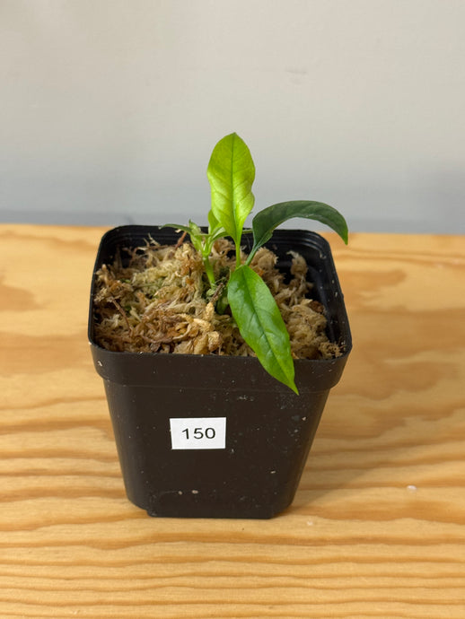 150. Hoya Multiflora Ghost
