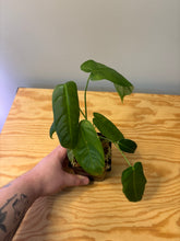 Load image into Gallery viewer, 198. Philodendron Sharoniae