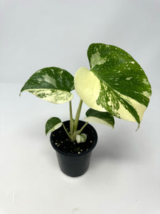 Monstera 'Thai Constellation' (high variegation, 4.5”)