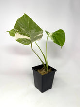 Load image into Gallery viewer, Monstera Deliciosa Albo Variegated K