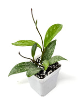 Load image into Gallery viewer, Hoya Pubicalyx Silver