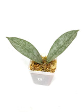 Load image into Gallery viewer, Hoya Mitrata Silver F