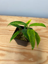 Load image into Gallery viewer, 137. Hoya Multiflora Javanica Thai Splash
