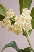 Load image into Gallery viewer, Hoya Narcissiflora