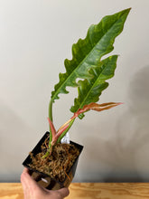 Load image into Gallery viewer, 129. Philodendron Ring of Fire