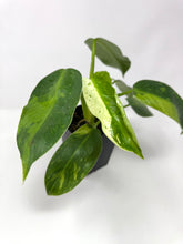 Load image into Gallery viewer, Philodendron Jose Buono