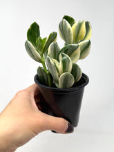 Load image into Gallery viewer, Crassula Ovata ‘Jade Plant’ Variegated- Ships within Canada only