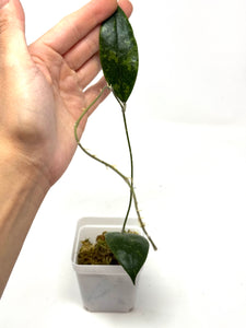 Hoya Lambii Silver B