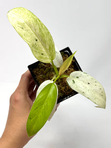 Philodendron Whipple Way B