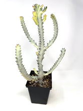 Load image into Gallery viewer, Euphorbia Lactea ‘White Ghost’ (large size) (Ships within Canada only)