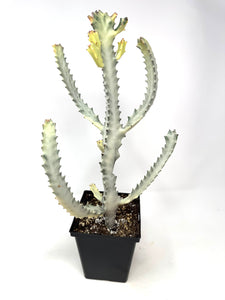 Euphorbia Lactea ‘White Ghost’ (large size) (Ships within Canada only)