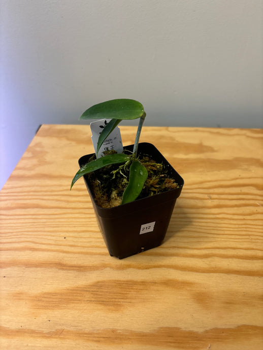 212. Hoya Burmanica