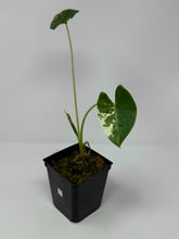 Load image into Gallery viewer, Alocasia Odora Variegated ‘Okinawa Silver’ B