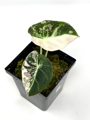 Alocasia Black Velvet Variegated A